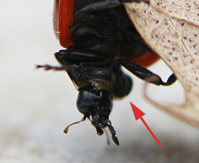 Coccinella septempunctata